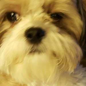 Meet your Posher, Devra